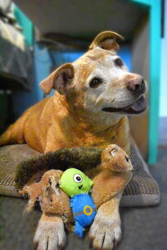 Portrait of Tannah, K-9