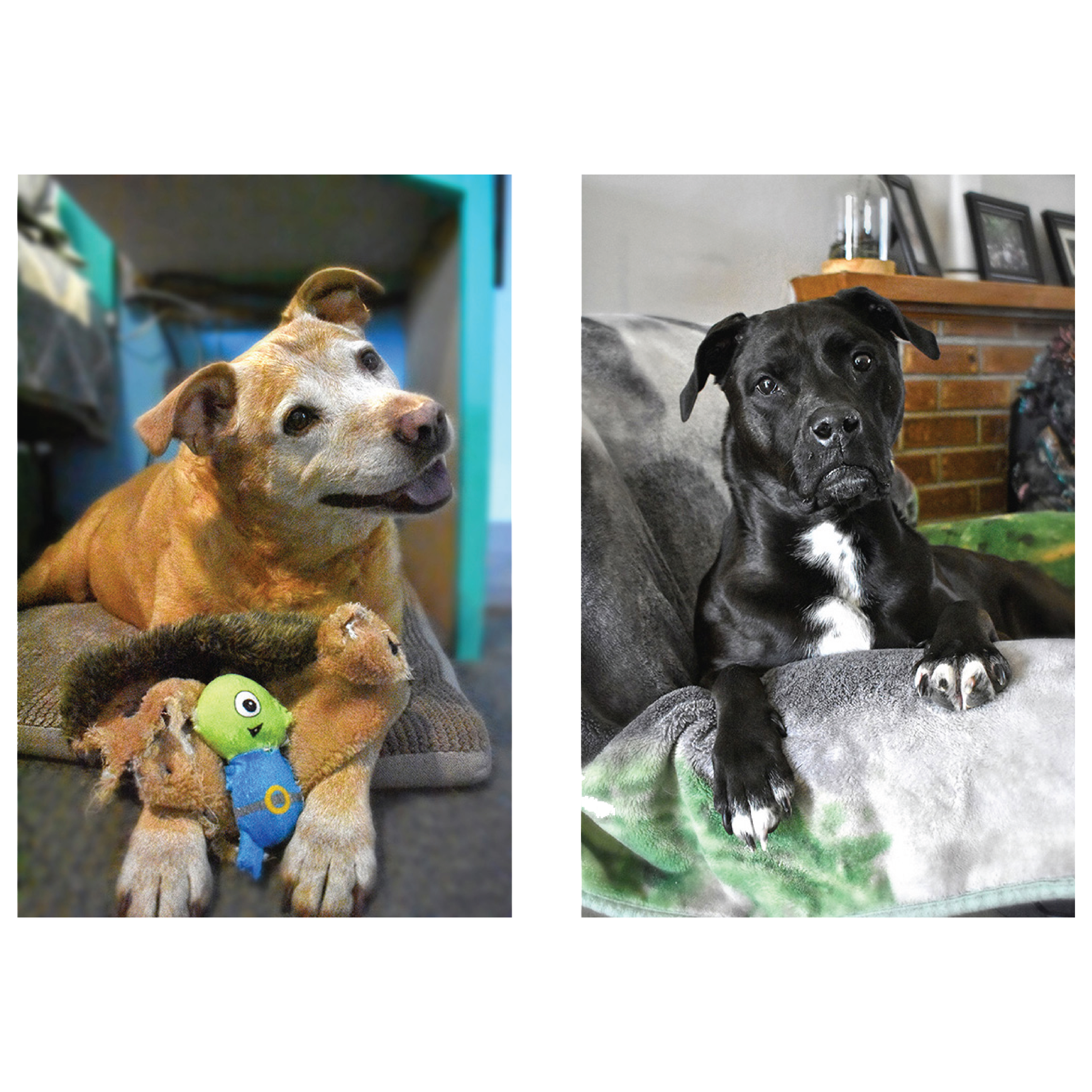 Two Page Magazine Layout